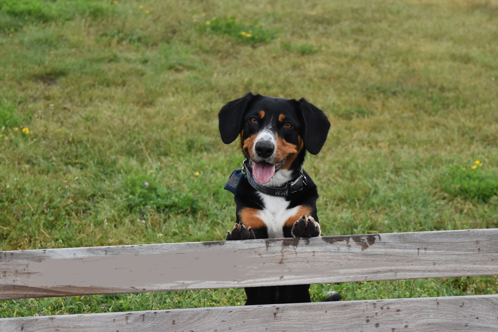An Entlebucher named Bodhi with their paws on a fence.