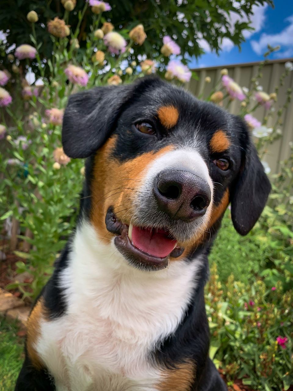 An Entlebucher sitting in front of flowers