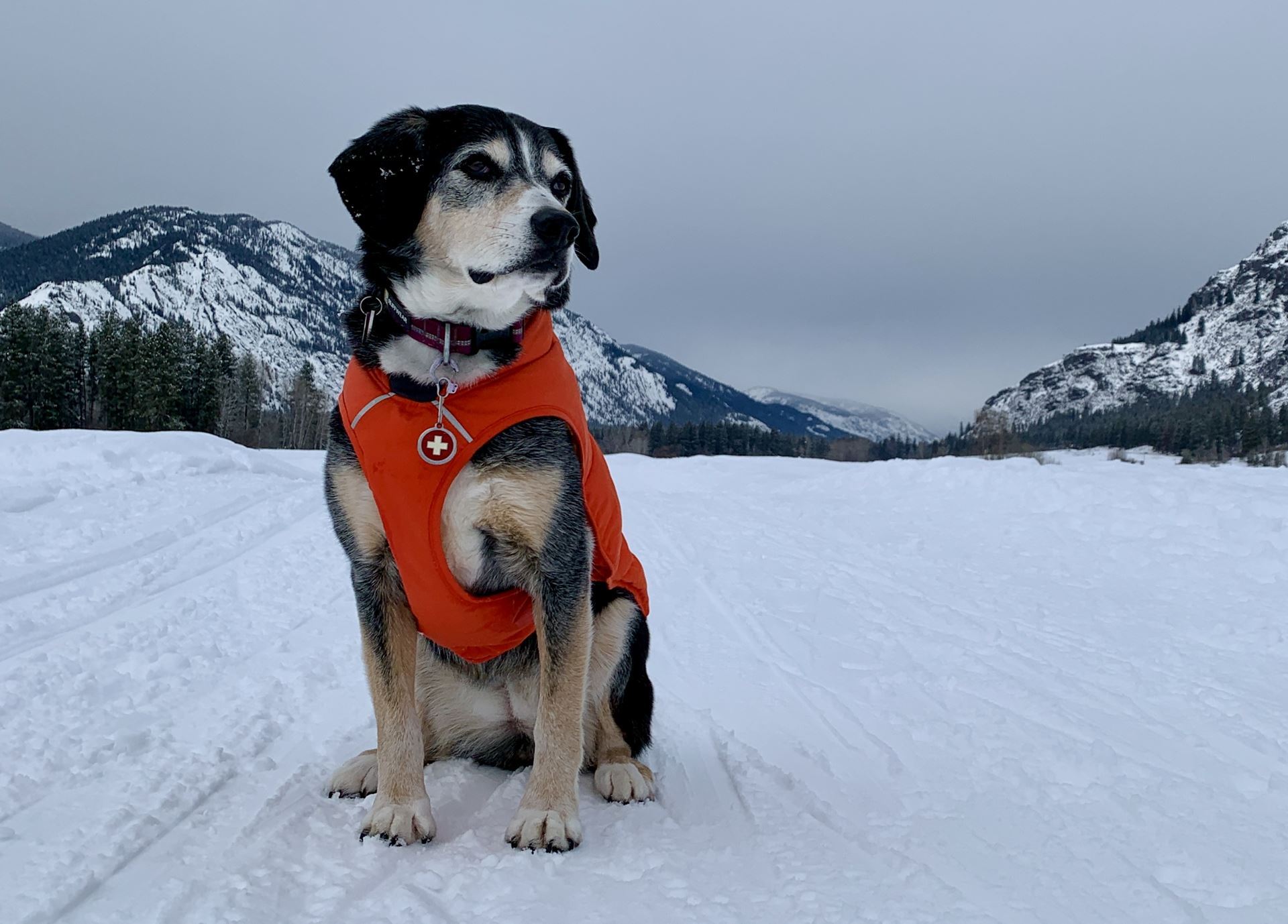 A dog sitting in snow with mountains in the background
