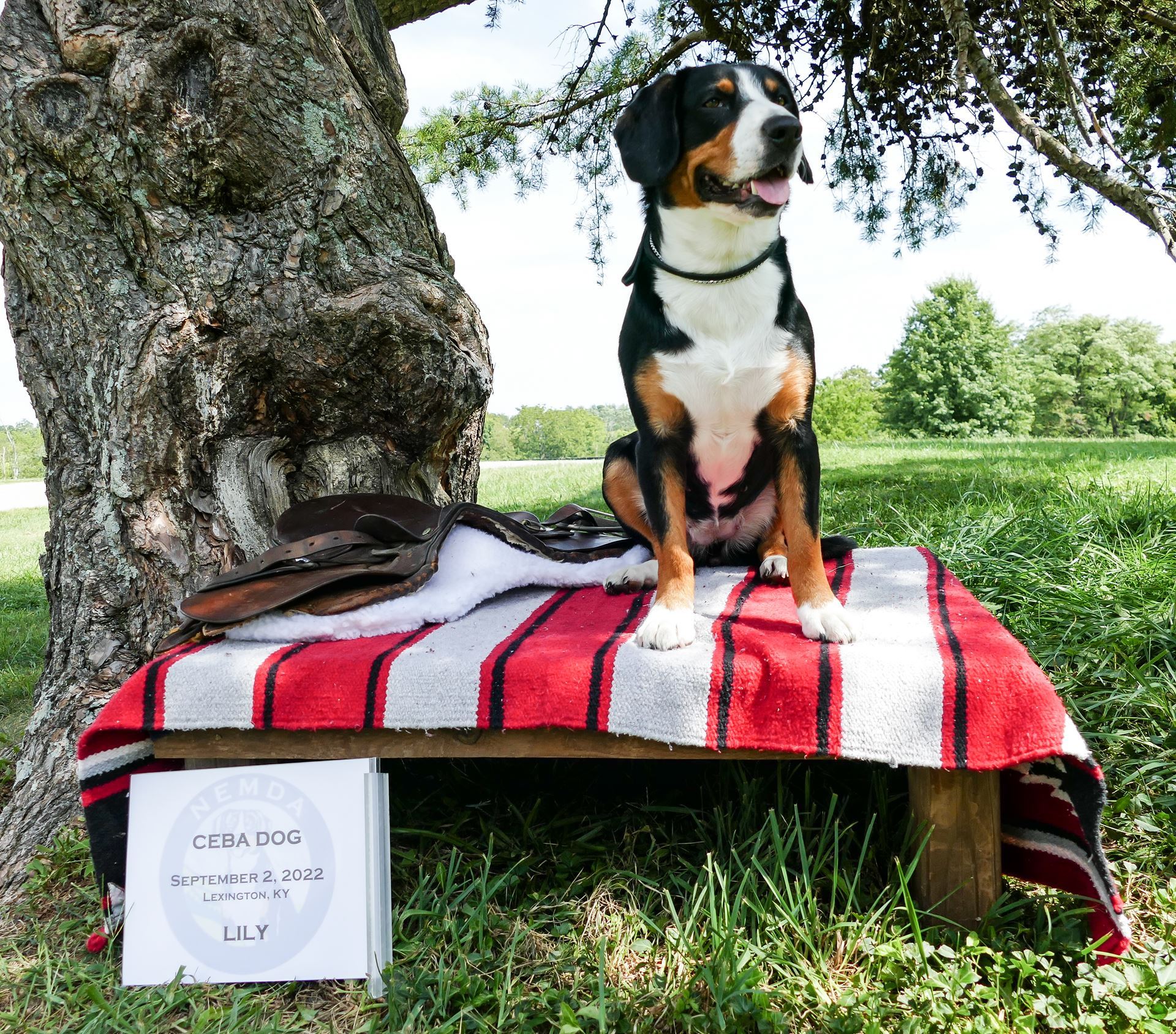 An Entlebucher sitting on a red saddle blanket with a saddle beside her under a pine tree. A sign says CEBA dog September 2, 2022 Lexington KY Liily