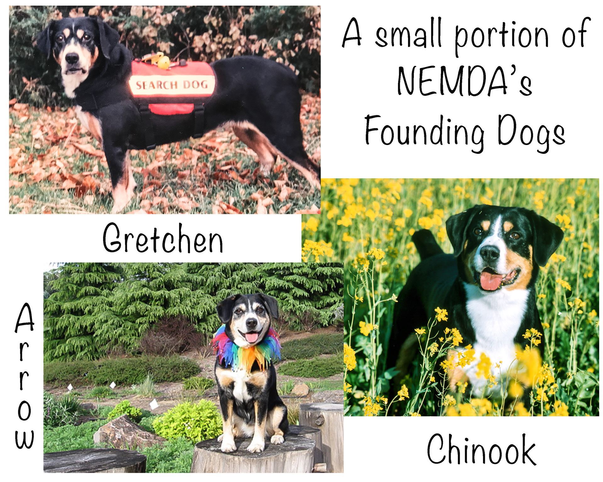 NEMDA Founding Dogs: Gretchen, Chinook and Arrow