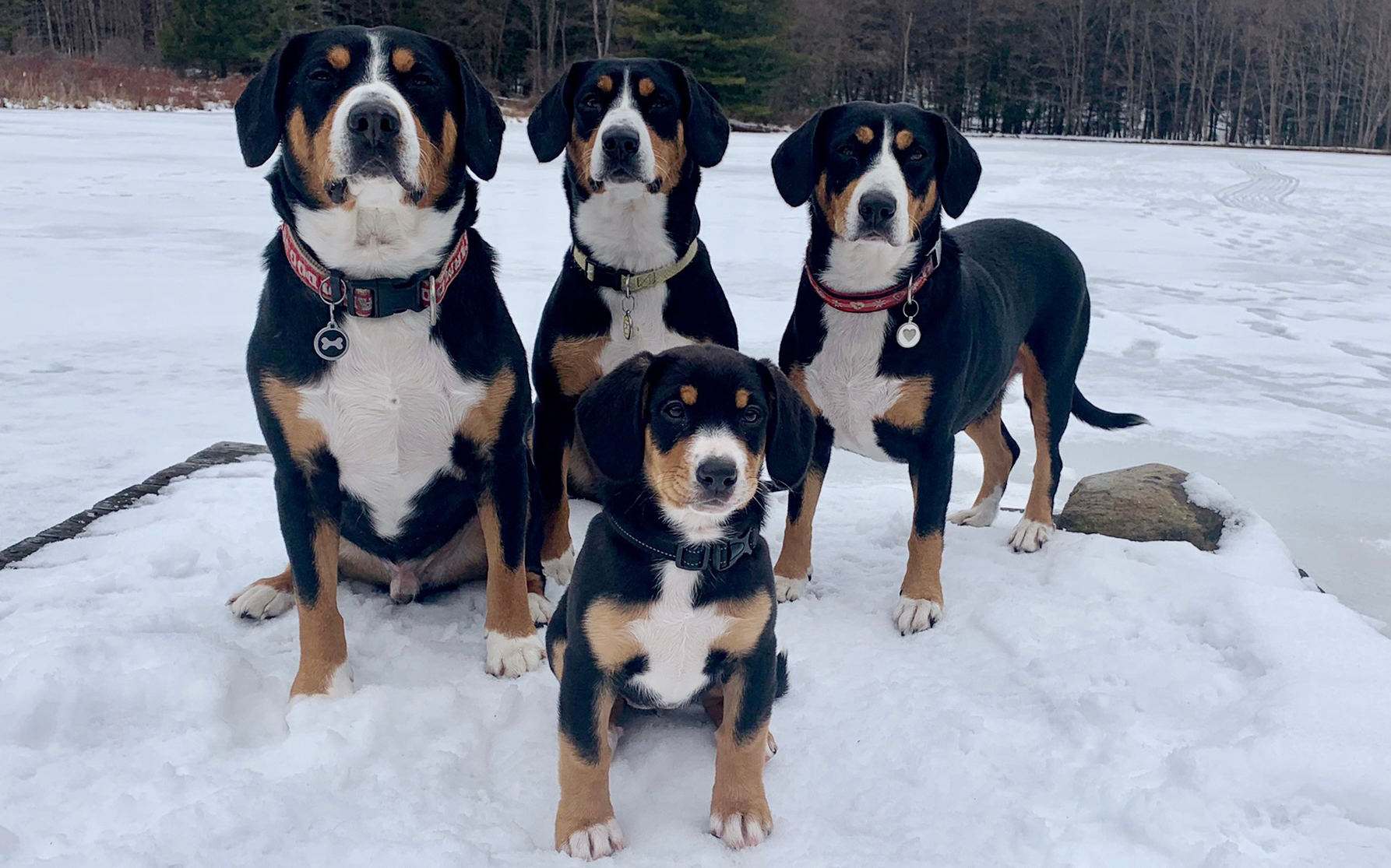 4 Entlebuchers in the snow