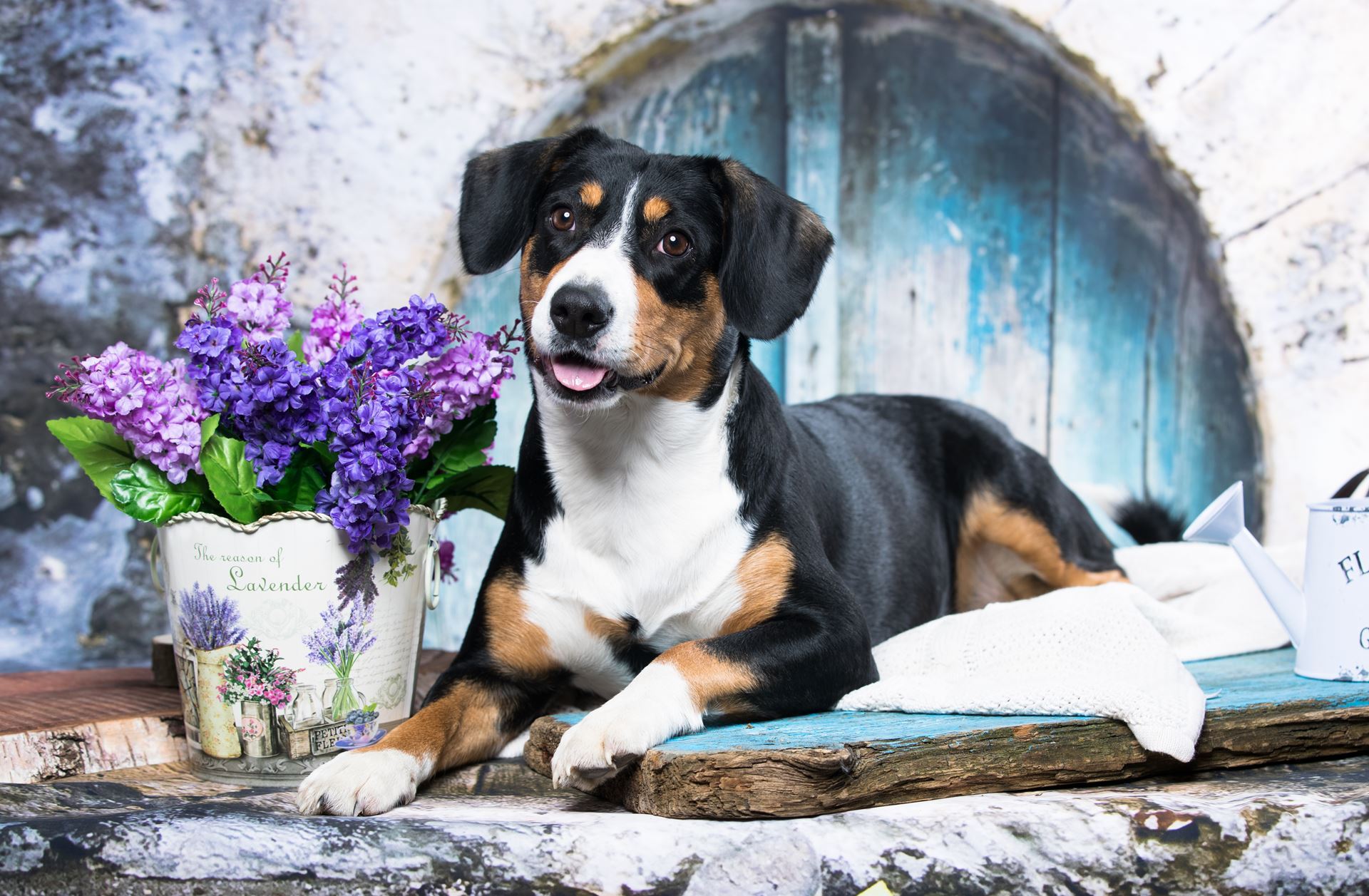 Entlebucher laying down on a mat with surrounded by purple flowers 